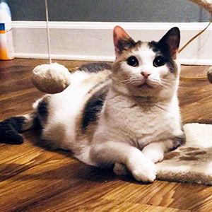 Peigi, an adoptable Dilute Calico, Domestic Short Hair in Garner, NC, 27529 | Photo Image 3