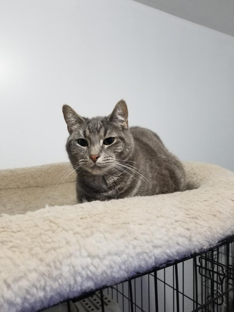 JUNO, an adoptable Domestic Short Hair in Brooklyn, NY, 11208 | Photo Image 1