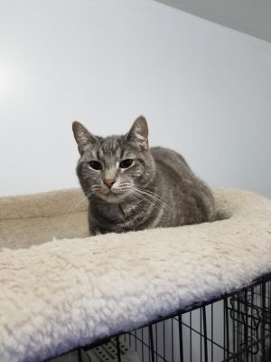 JUNO, Adult Male Domestic Short Hair
