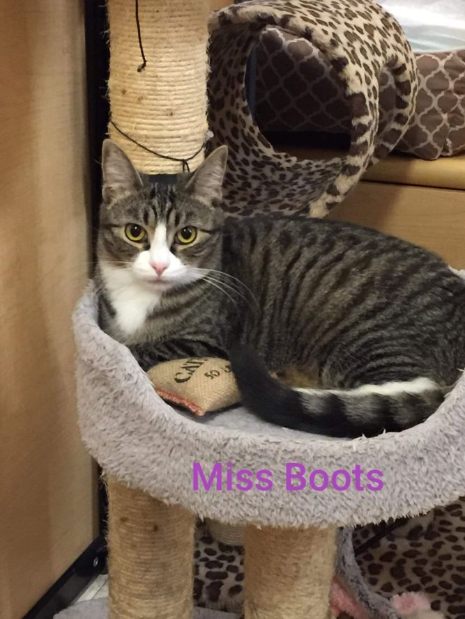 Miss Boots - Adoption Fee Sponsored