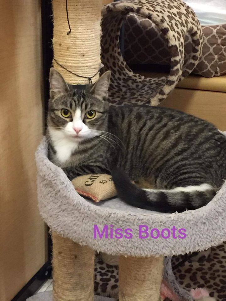 Miss Boots - Adoption Fee Sponsored 1