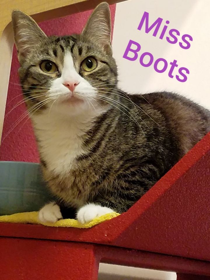 Miss Boots - Adoption Fee Sponsored 5