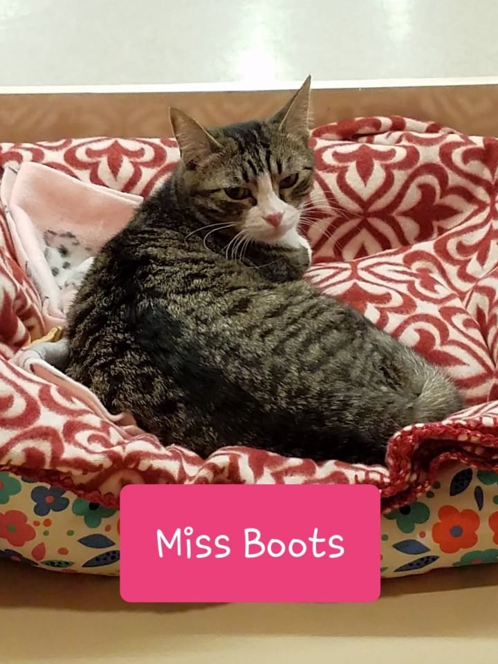 Miss Boots - Adoption Fee Sponsored 6