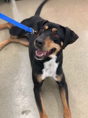 KASSIE - Paws Behind Bars Trained