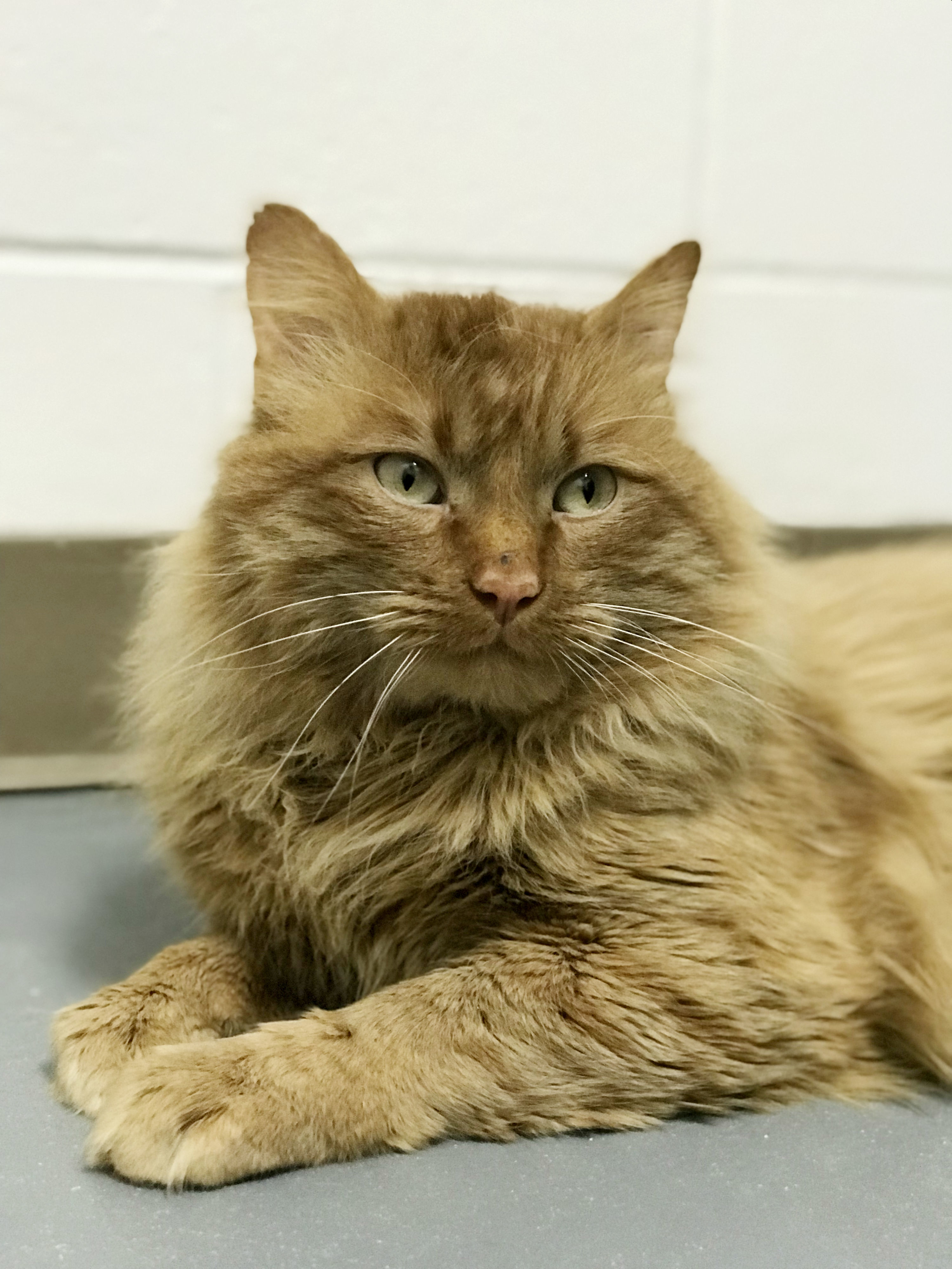 Conan, an adoptable Domestic Long Hair in Homer, AK, 99603 | Photo Image 1