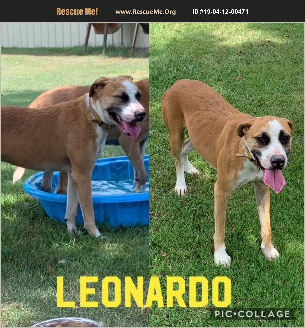 Leonardo, an adoptable Boxer, Mixed Breed in Ashdown, AR, 71822 | Photo Image 1