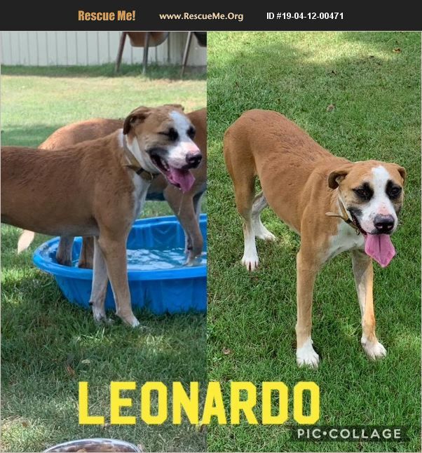 Dog for adoption Leonardo, a Boxer Mix in Ashdown, AR Petfinder