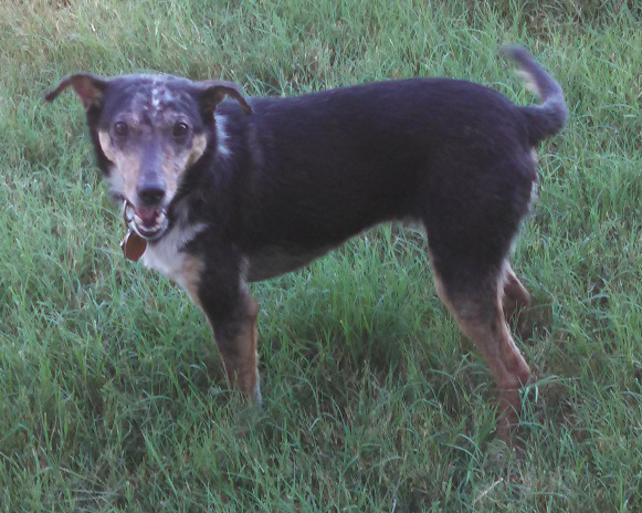 Lucas, an adoptable Shetland Sheepdog / Sheltie in Austin, TX, 78731 | Photo Image 1