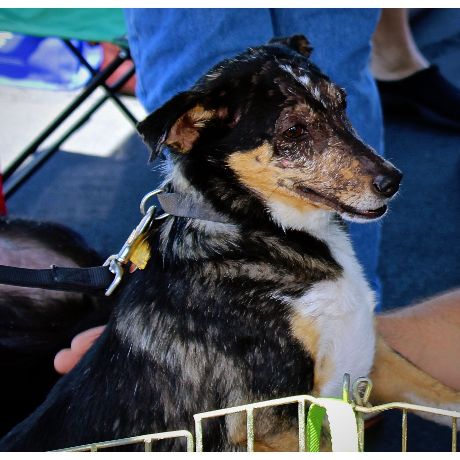 Lucas, an adoptable Shetland Sheepdog / Sheltie in Austin, TX, 78731 | Photo Image 2