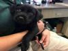 Scout A157680 photo 4