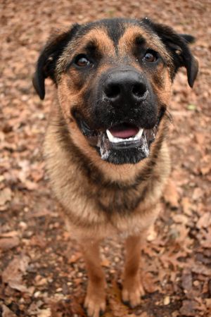 Dog For Adoption Grizzly A Mastiff Mix In House Springs