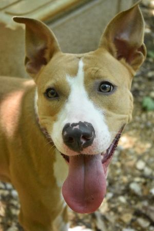 Dog For Adoption Xena A Pit Bull Terrier Mix In House Springs