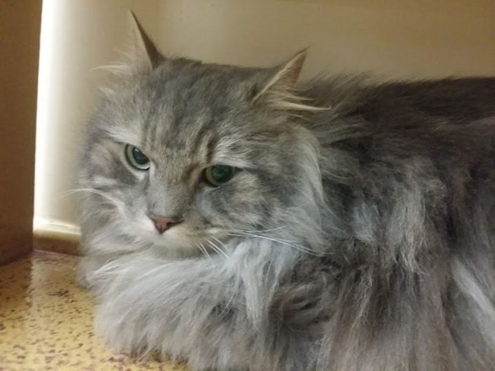 Cat For Adoption Silverado A Domestic Long Hair Maine Coon