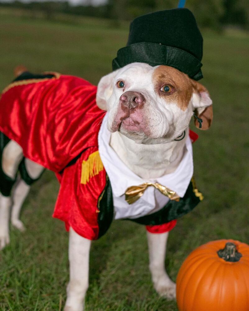 Bubba, an adoptable American Bulldog, Boxer in Troy, AL, 36081 | Photo Image 1