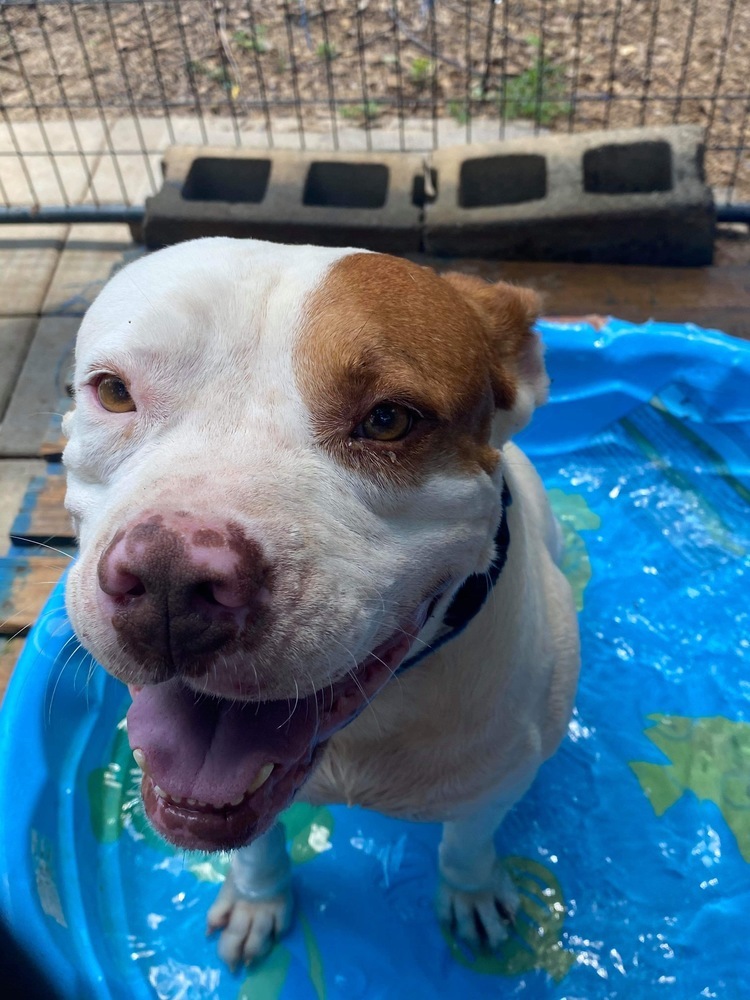 Bubba, an adoptable American Bulldog, Boxer in Troy, AL, 36081 | Photo Image 3