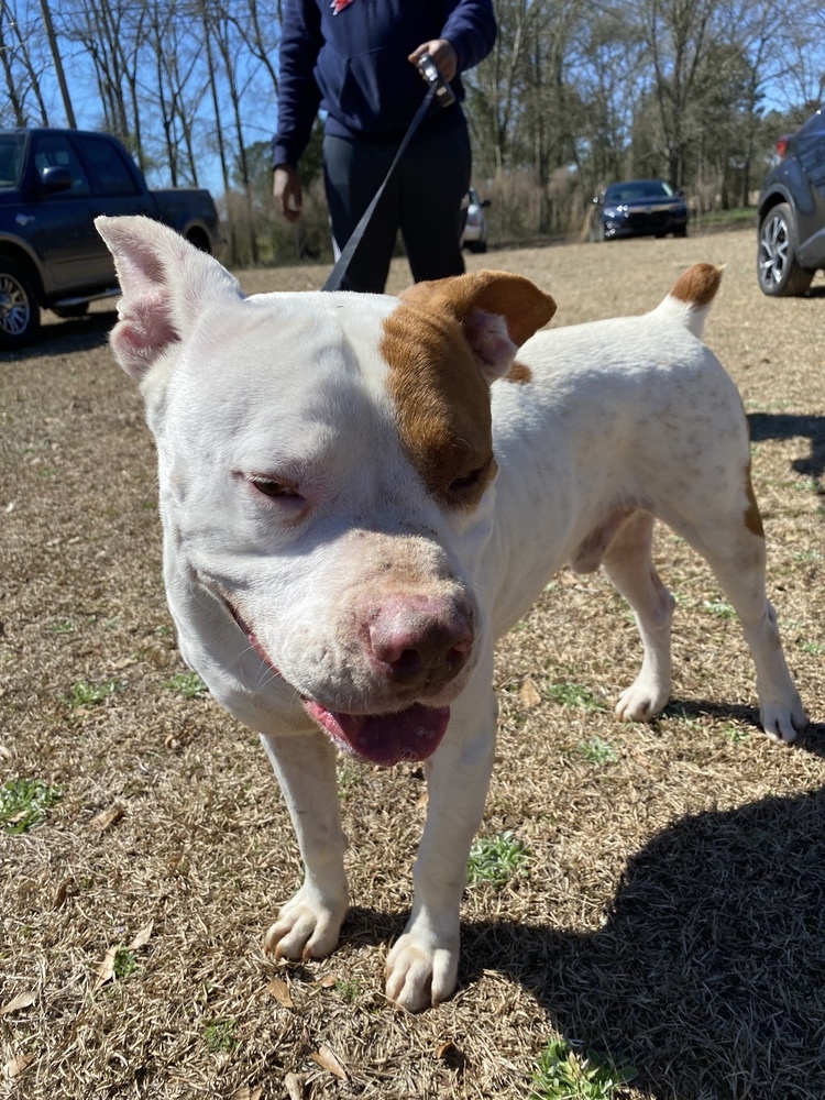Bubba, an adoptable American Bulldog, Boxer in Troy, AL, 36081 | Photo Image 4