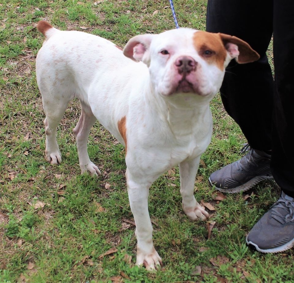 Bubba, an adoptable American Bulldog, Boxer in Troy, AL, 36081 | Photo Image 5