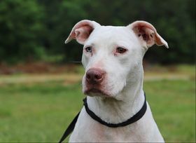 Dolly, an adoptable Pit Bull Terrier in Youngsville, NC, 27596 | Photo Image 2