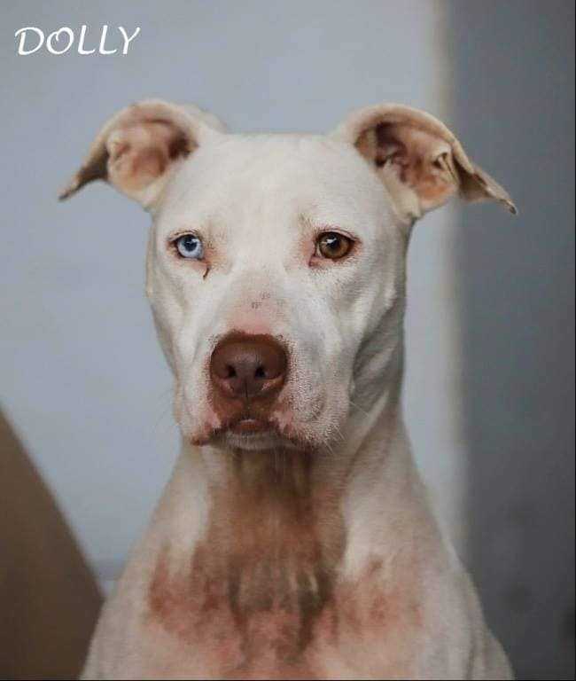 Dolly, an adoptable Pit Bull Terrier Mix in Youngsville, NC_image-4
