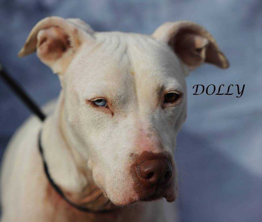 Dolly, an adoptable Pit Bull Terrier in Youngsville, NC, 27596 | Photo Image 5