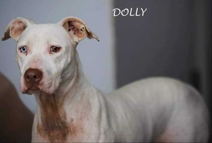 Dolly, an adoptable Pit Bull Terrier in Youngsville, NC, 27596 | Photo Image 6