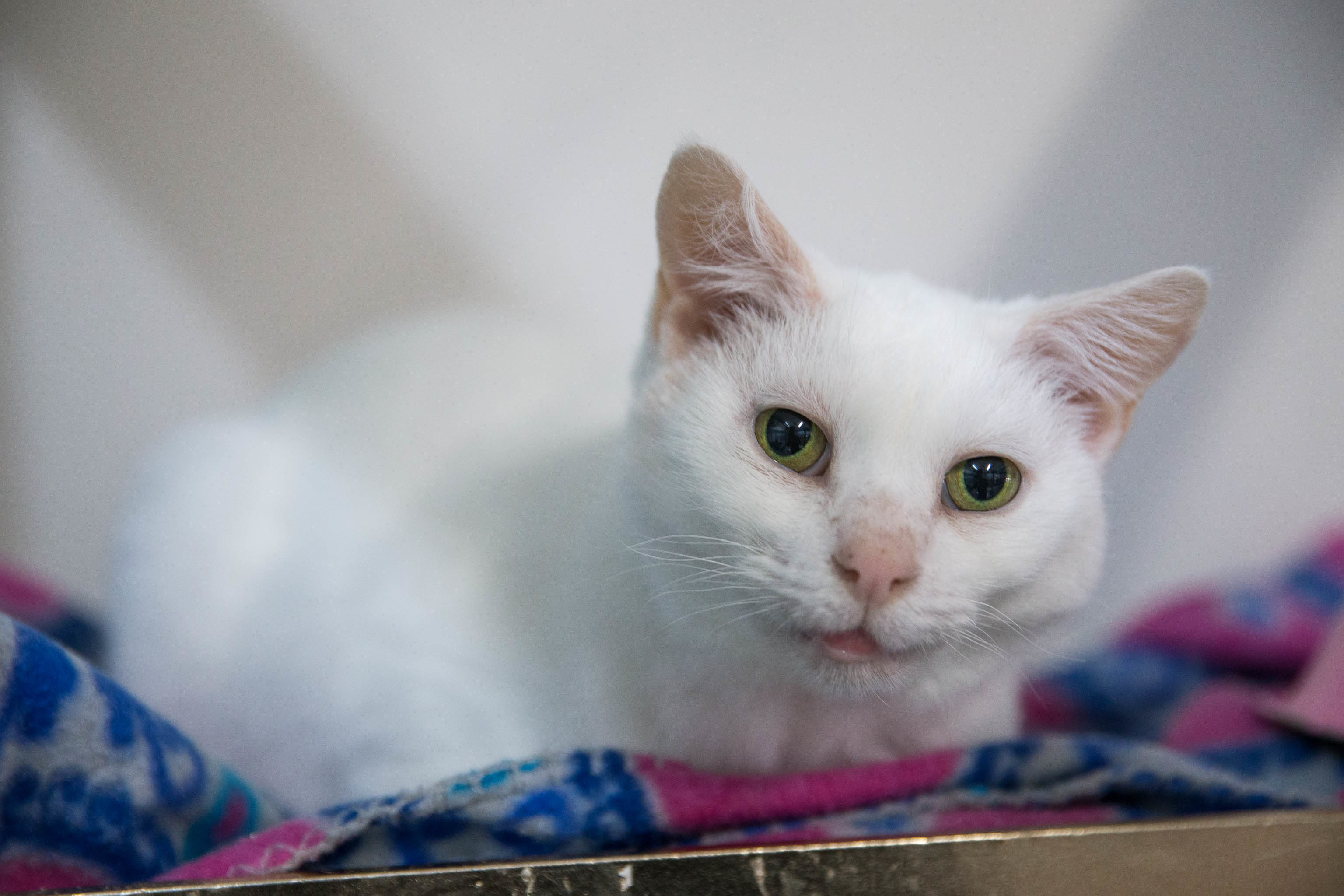 Wynter, an adoptable Domestic Short Hair in St. George, UT, 84770 | Photo Image 1