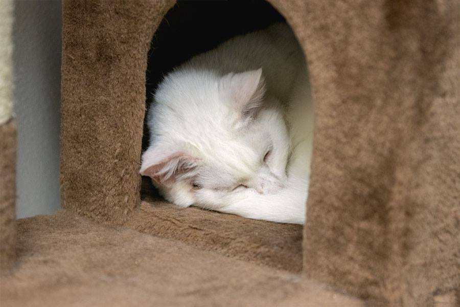 Wynter, an adoptable Domestic Short Hair in St. George, UT, 84770 | Photo Image 2