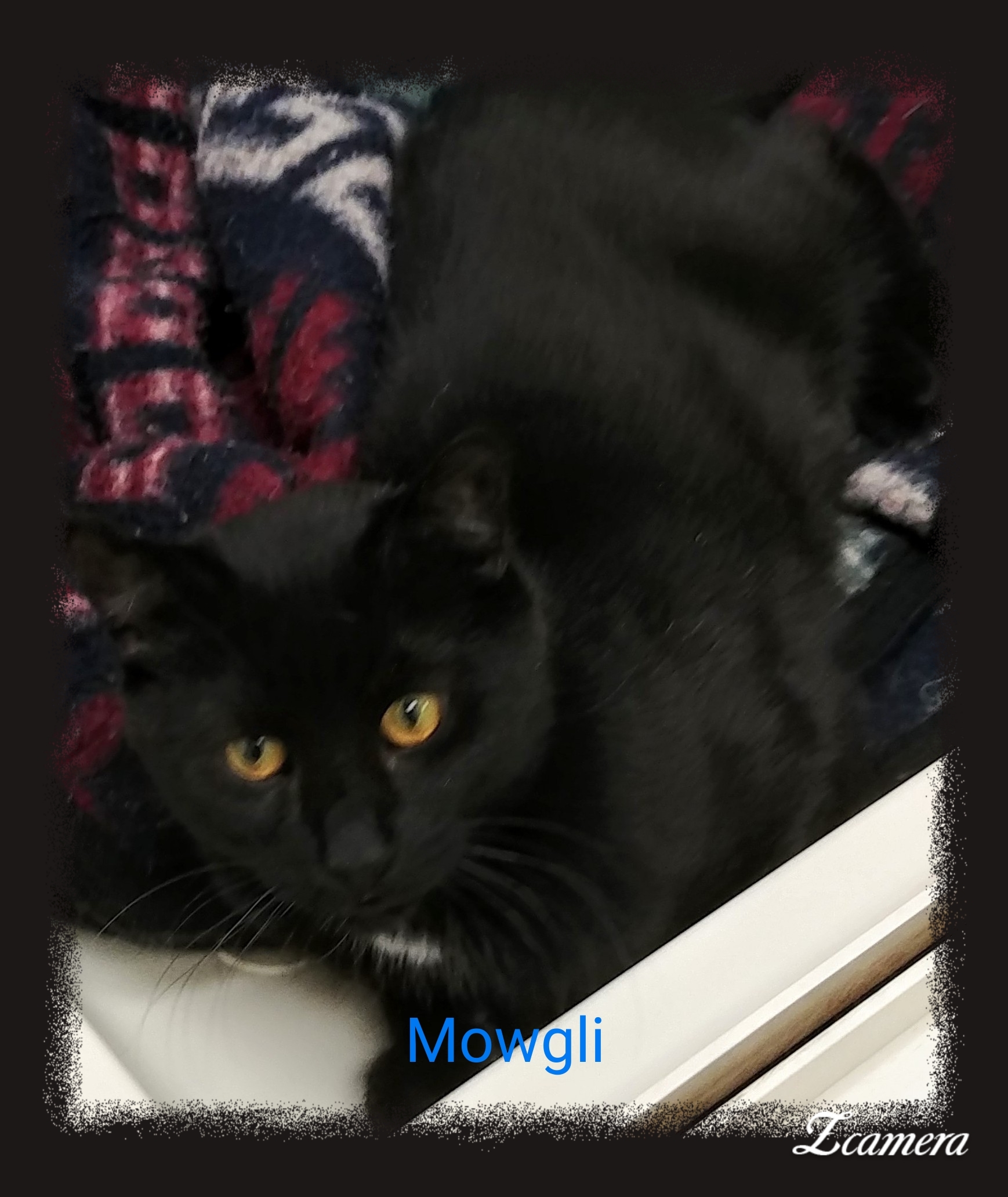 Mowgli detail page