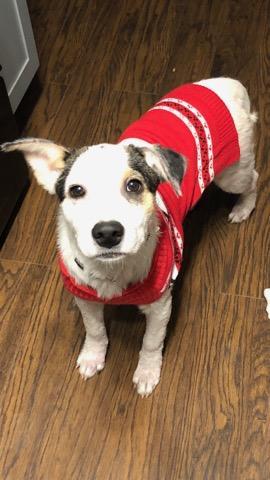 Bless, an adoptable Mixed Breed in Marengo, IL, 60152 | Photo Image 3