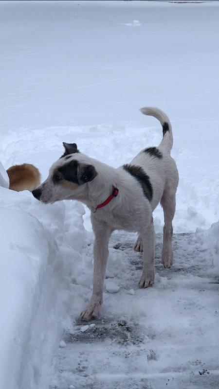 Bless, an adoptable Mixed Breed in Marengo, IL, 60152 | Photo Image 3