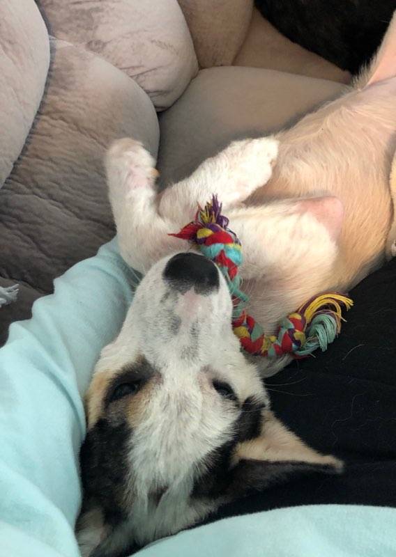 Bless, an adoptable Mixed Breed in Marengo, IL, 60152 | Photo Image 5