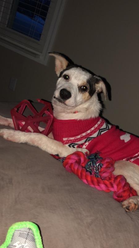 Bless, an adoptable Mixed Breed in Marengo, IL, 60152 | Photo Image 6