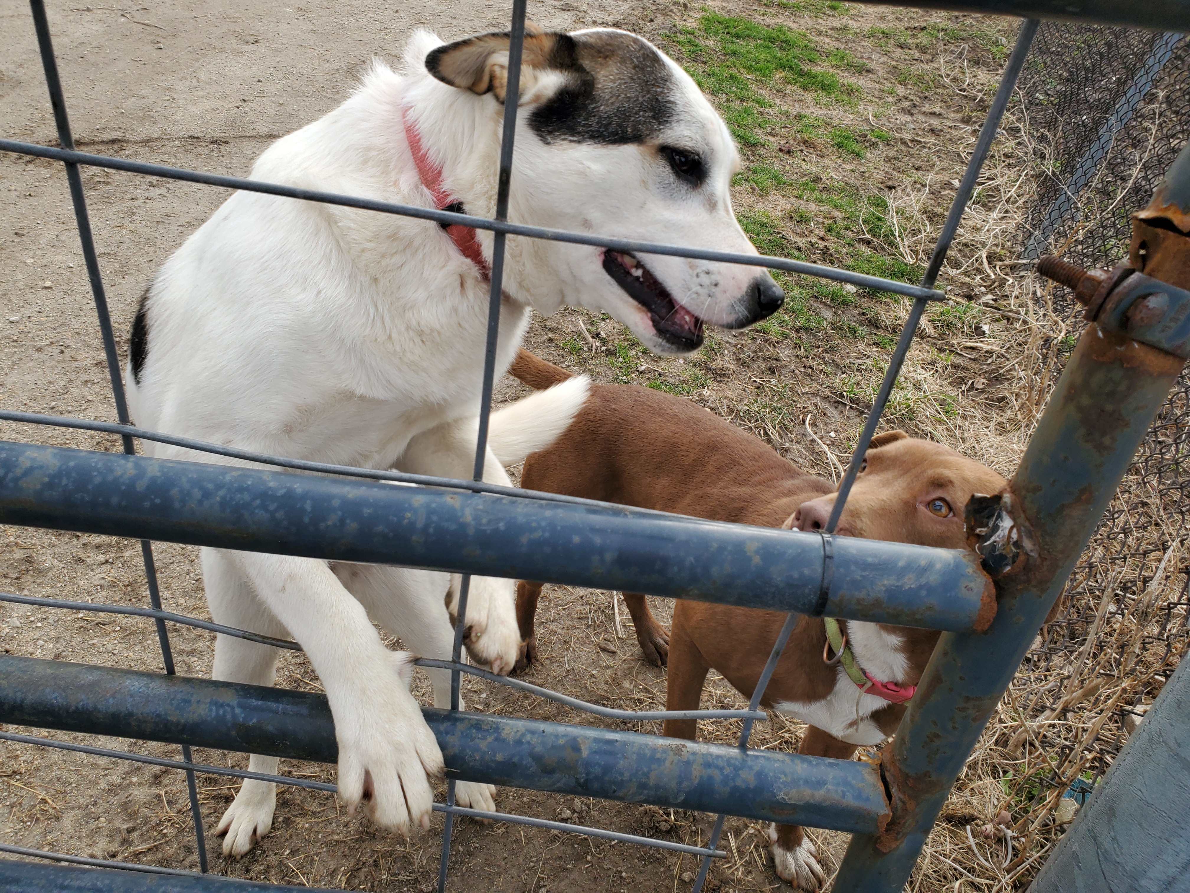 Bless, an adoptable Mixed Breed in Marengo, IL, 60152 | Photo Image 5