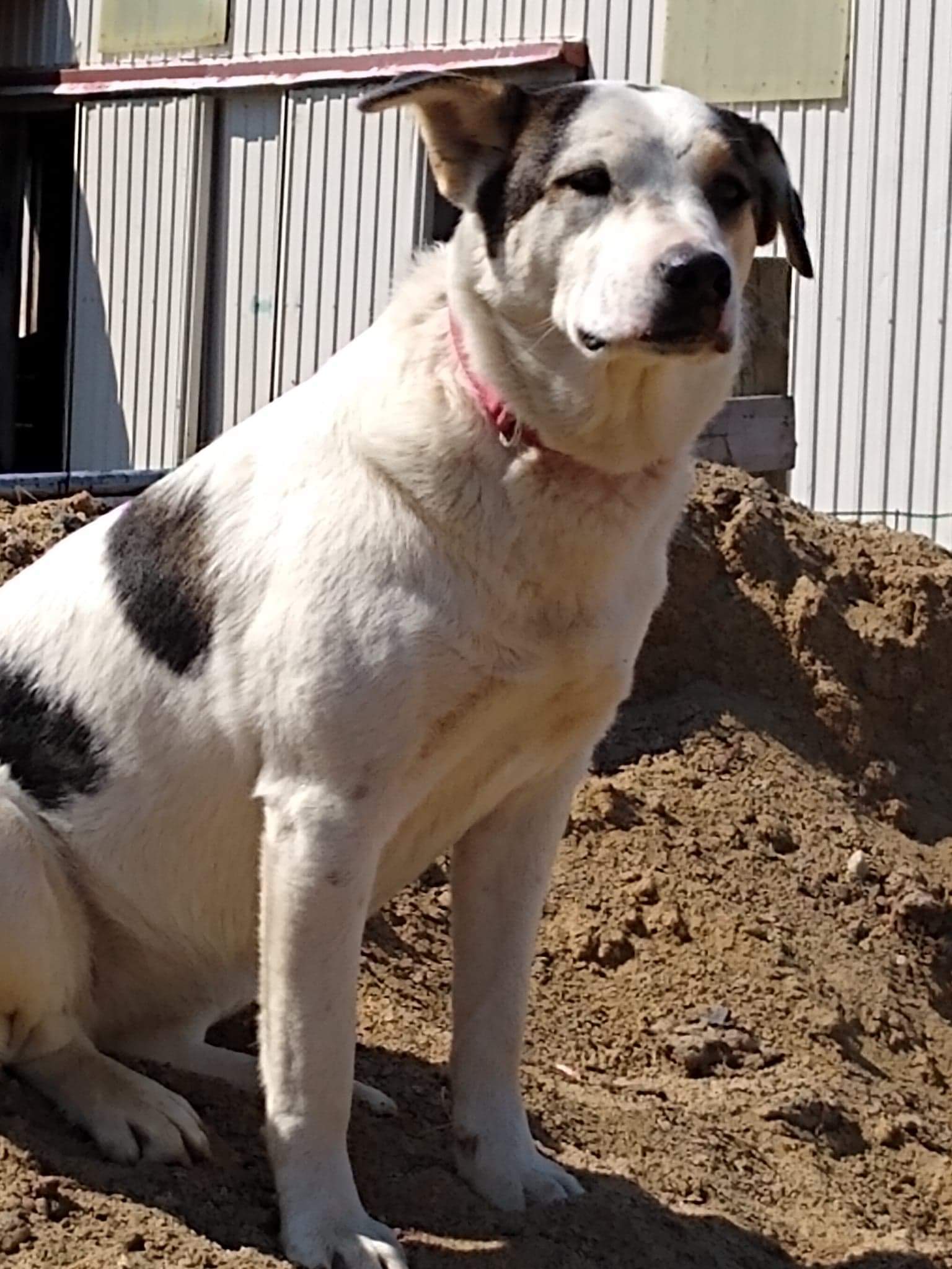 Bless, an adoptable Mixed Breed in Marengo, IL, 60152 | Photo Image 8