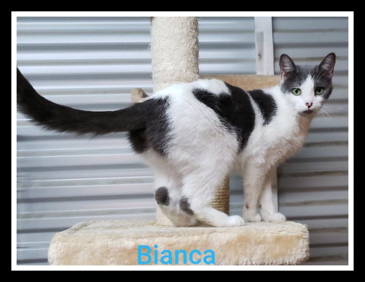 Bianca 3