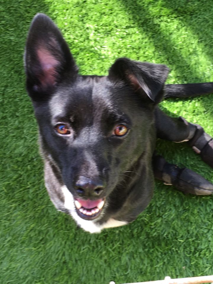 Maui, an adoptable Terrier & Shepherd Mix in Imperial Beach, CA_image-3