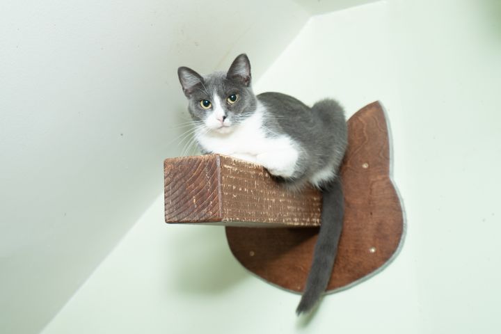 Tiffany, an adopted Russian Blue & Domestic Short Hair Mix in Chicago, IL_image-1
