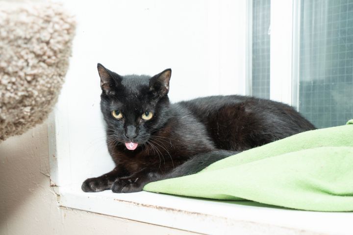 Blackie, an adoptable Domestic Short Hair in Chicago, IL_image-2