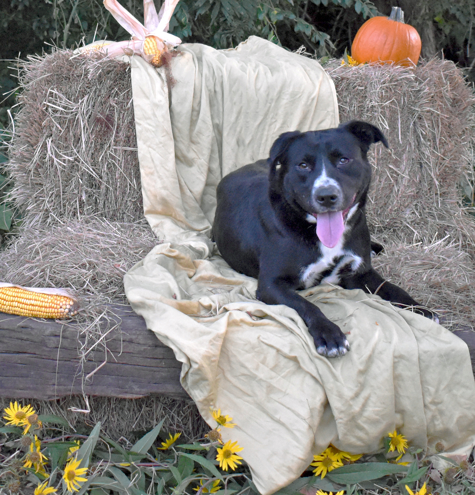 Addie, an adoptable Pit Bull Terrier, Labrador Retriever in Monroe, LA, 71203 | Photo Image 1