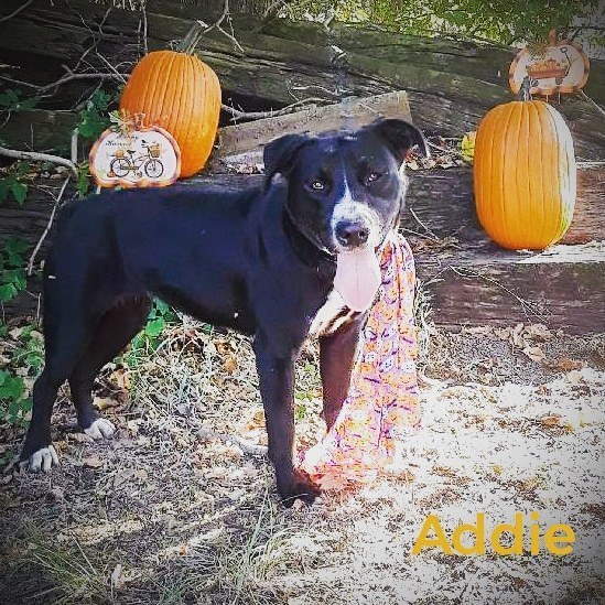 Addie, an adoptable Pit Bull Terrier, Labrador Retriever in Monroe, LA, 71203 | Photo Image 4