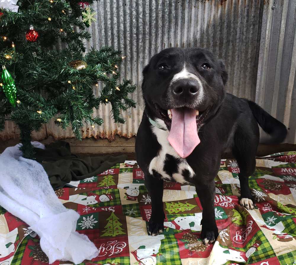 Addie, an adoptable Pit Bull Terrier, Labrador Retriever in Monroe, LA, 71203 | Photo Image 5