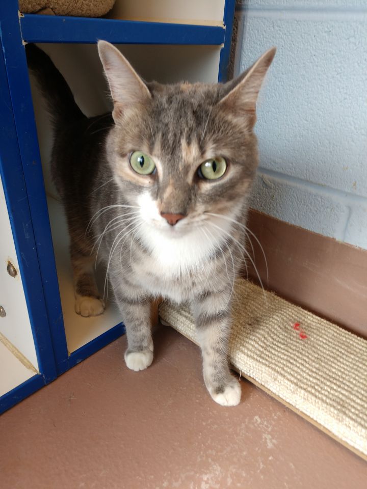 Cat For Adoption Tiger A Dilute Calico Tabby Mix In Prince