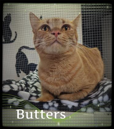 Butters 1