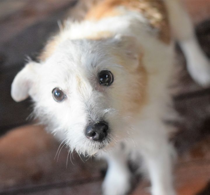 Dog For Adoption Sparkle A Jack Russell Terrier In Springfield