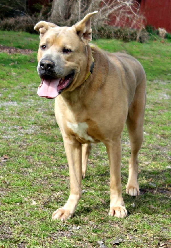 Dog For Adoption Sugar Cube A Cane Corso Mastiff Mix In