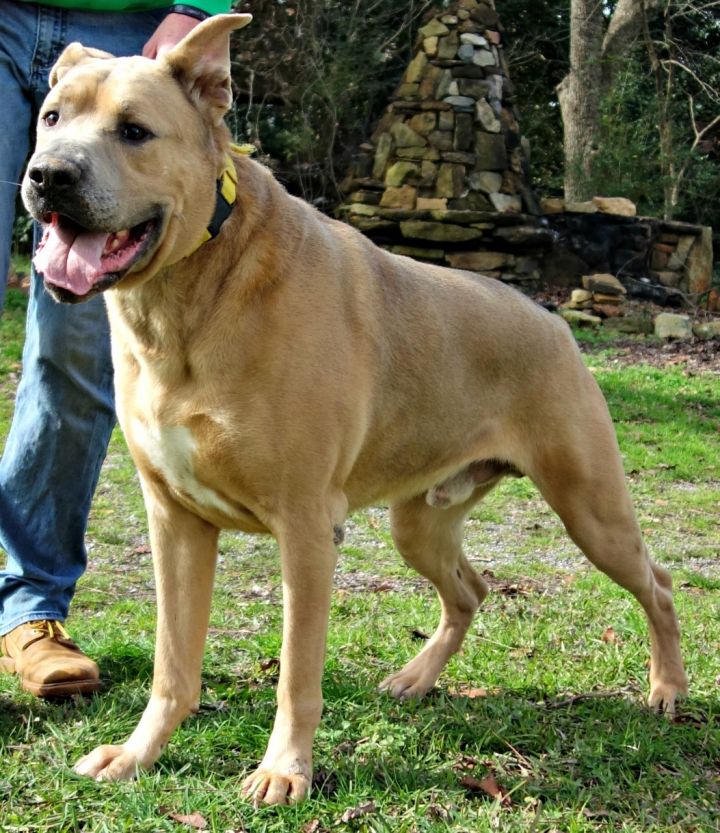 Dog For Adoption Sugar Cube A Cane Corso Mastiff Mix In