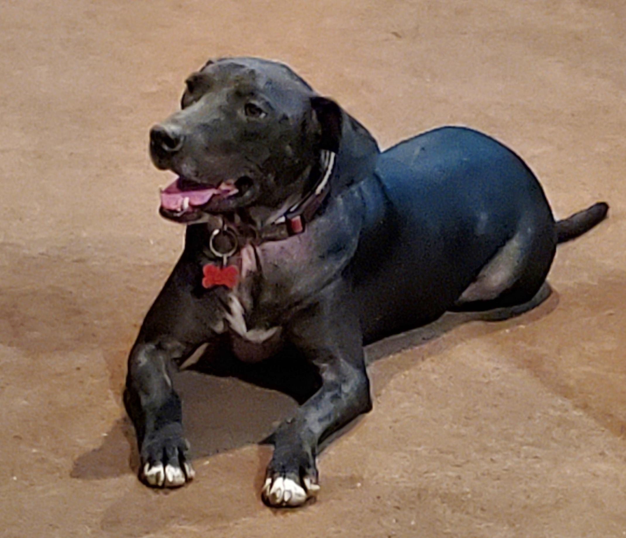 Scout, an adoptable Labrador Retriever, Retriever in Columbia, SC, 29229 | Photo Image 2