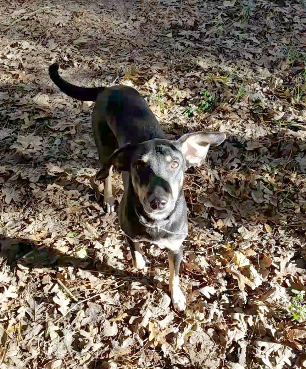 Noelle, an adoptable Hound in Plantersville, TX, 77363 | Photo Image 4