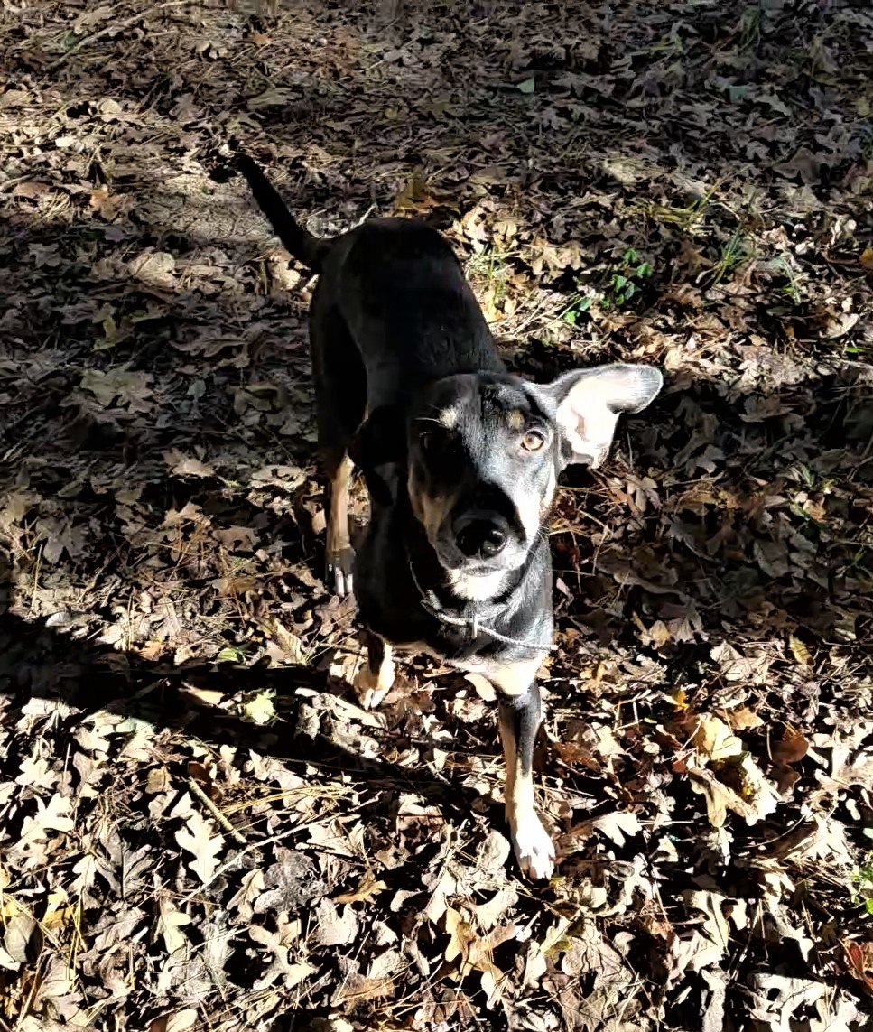 Noelle, an adoptable Hound in Plantersville, TX, 77363 | Photo Image 5
