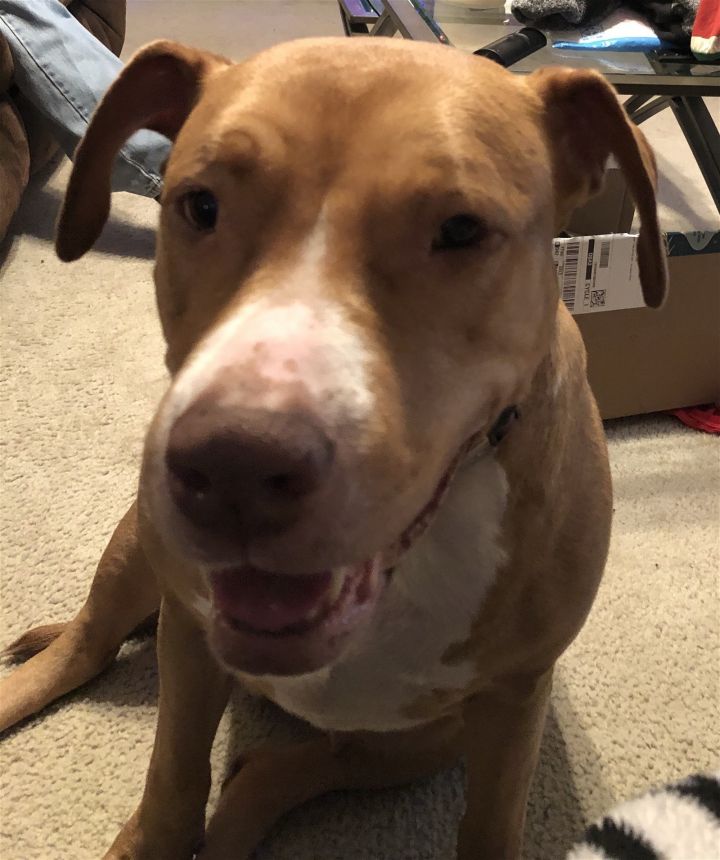 Jada, an adoptable Pit Bull Terrier in Rockwall, TX_image-1